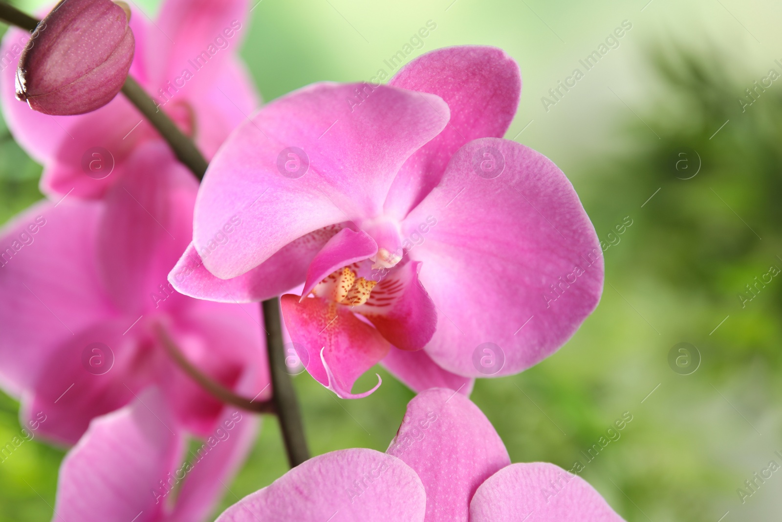 Photo of Beautiful tropical orchid flowers on blurred background, closeup