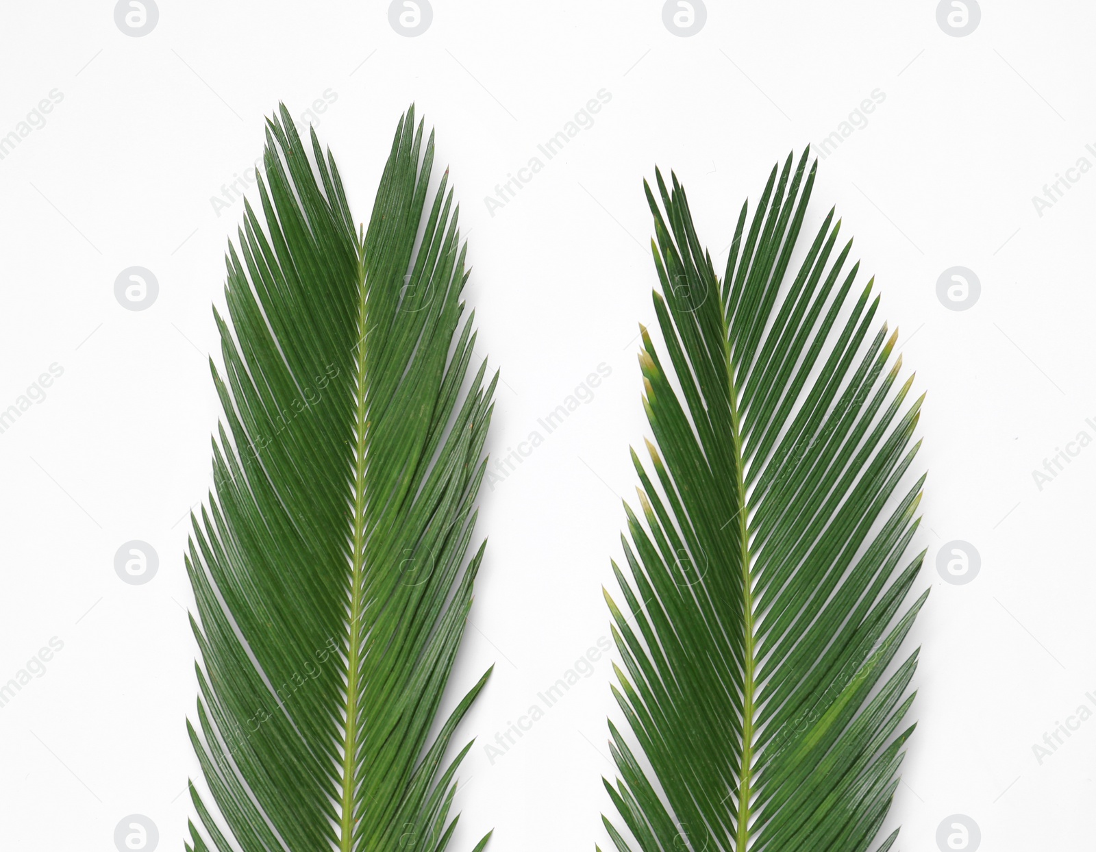 Photo of Beautiful tropical leaves on light background, top view