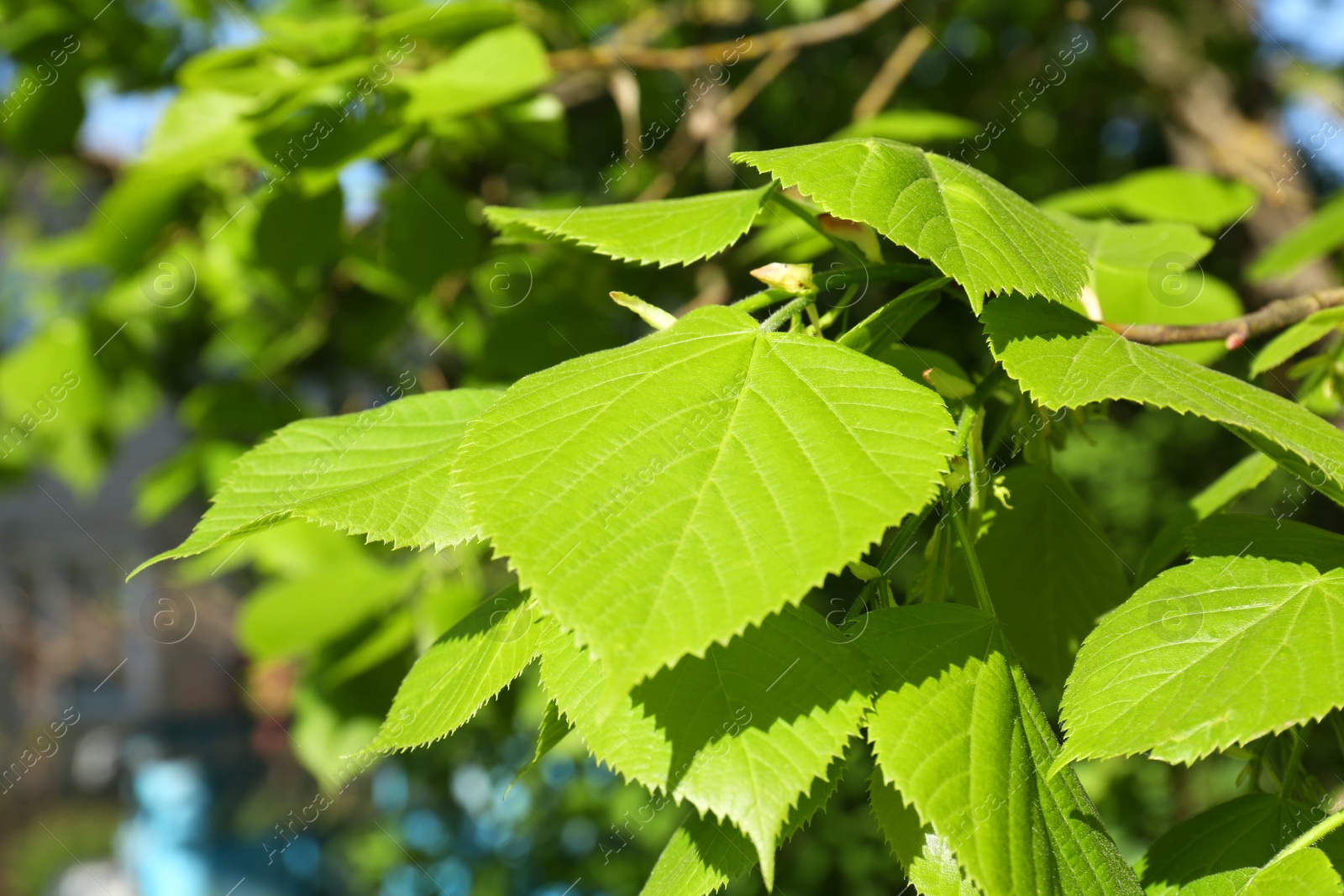 Photo of Tree with fresh young green leaves outdoors on spring day, closeup