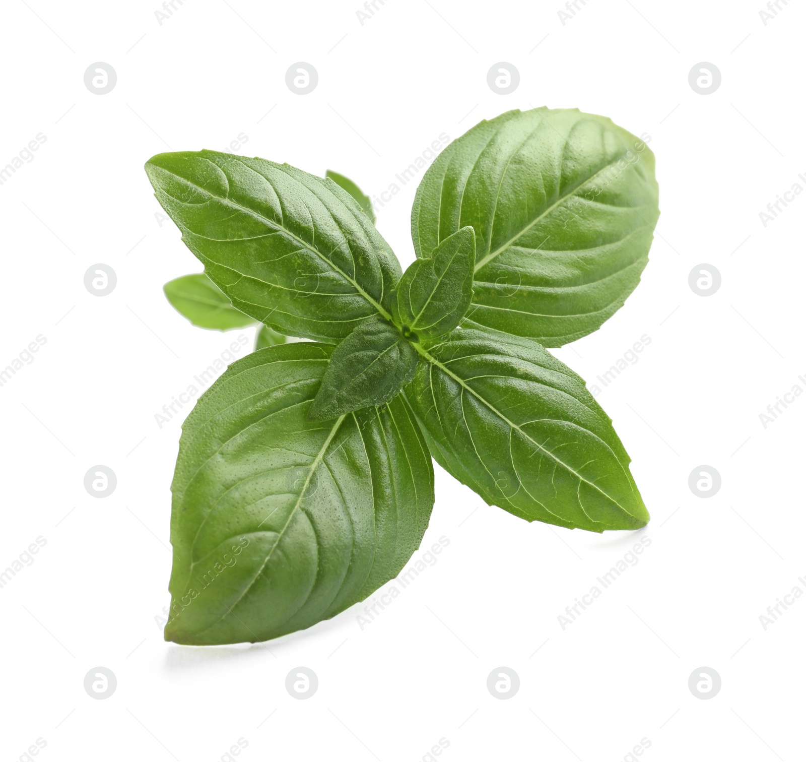 Photo of Aromatic green basil sprig isolated on white. Fresh herb