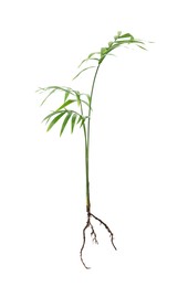 Houseplant seedling with leaves isolated on white