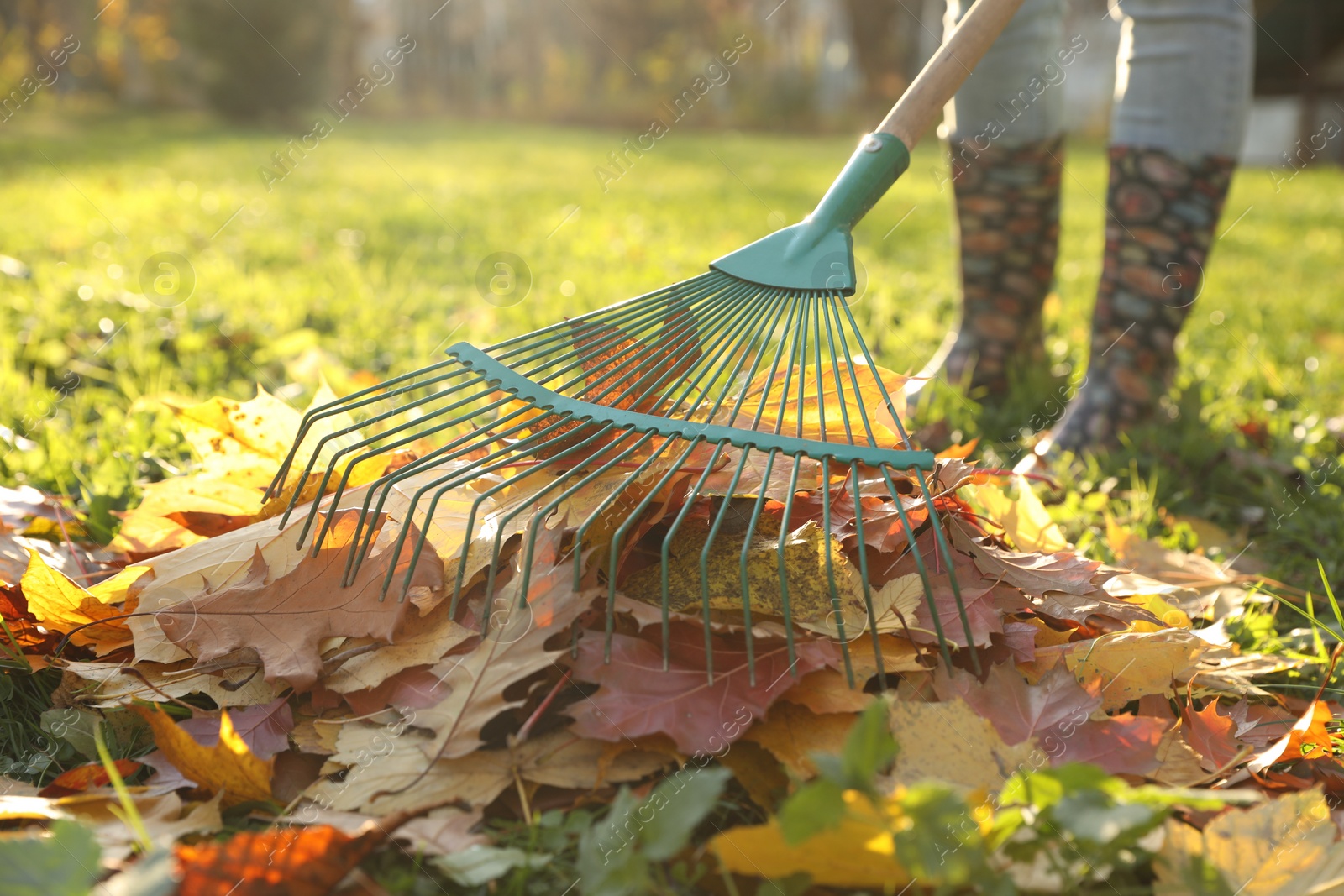 Photo of Woman raking fall leaves in park, closeup