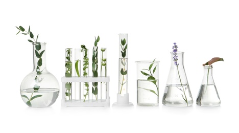 Photo of Test tubes and other laboratory glassware with different plants on white background