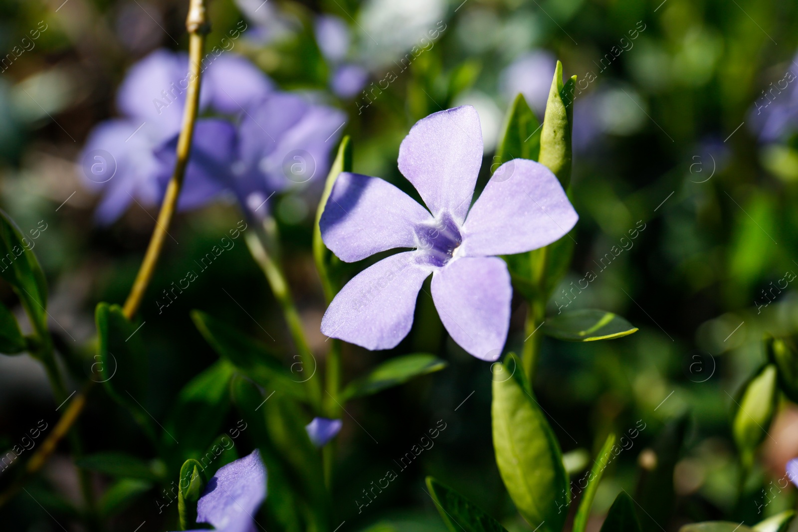 Photo of Closeup view of beautiful periwinkle in garden on spring day