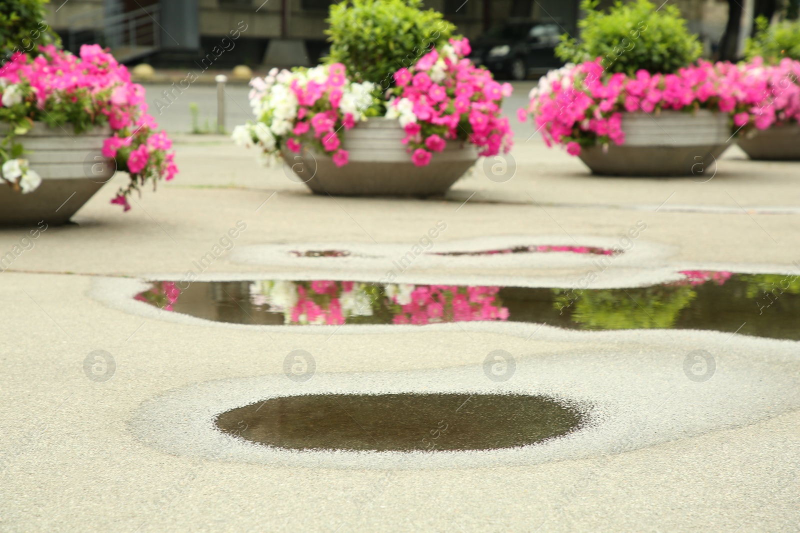 Photo of View of puddle on asphalt near flower beds outdoors