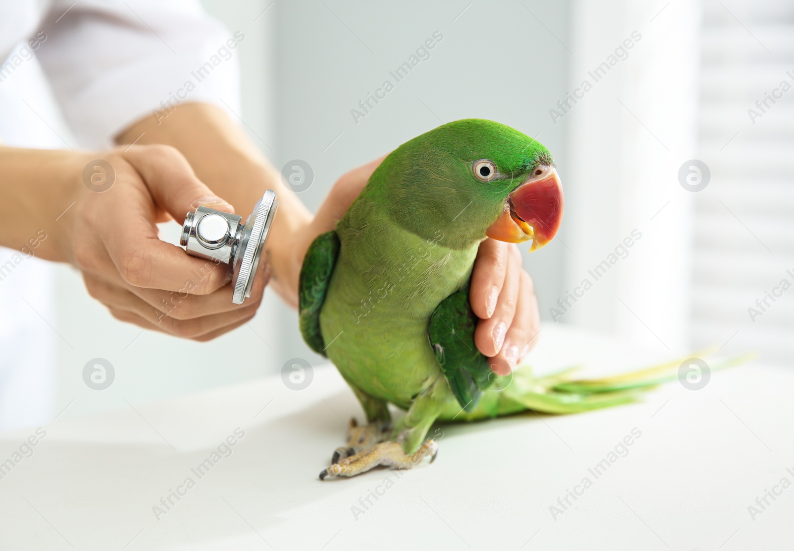 Photo of Veterinarian examining Alexandrine parakeet in clinic, closeup