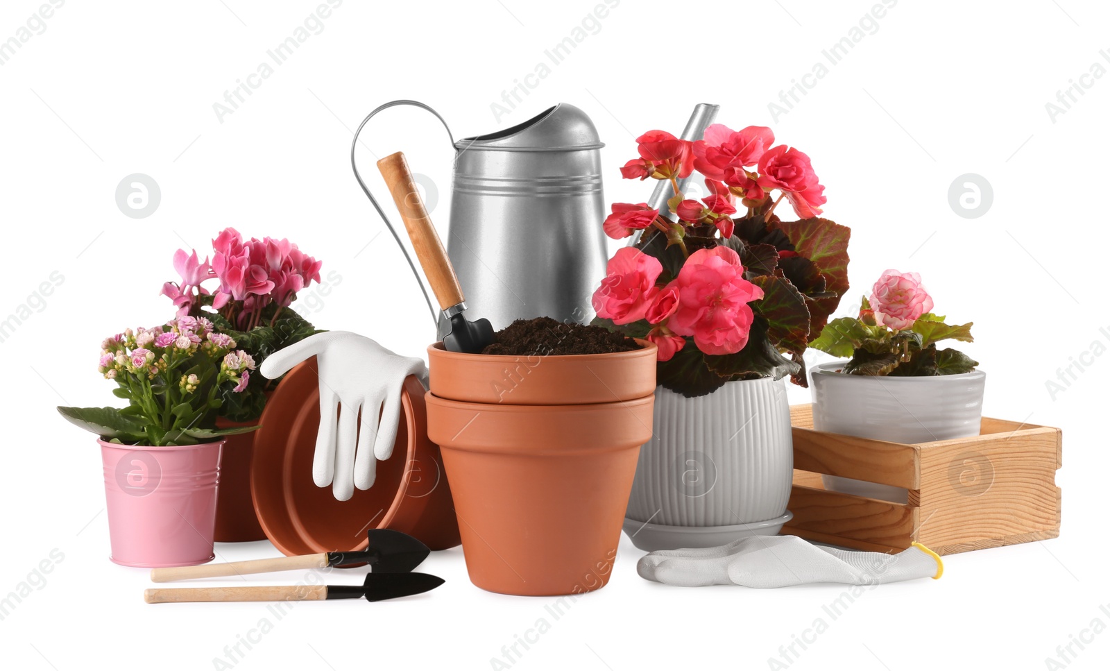 Photo of Beautiful flowers, pots and gardening tools isolated on white