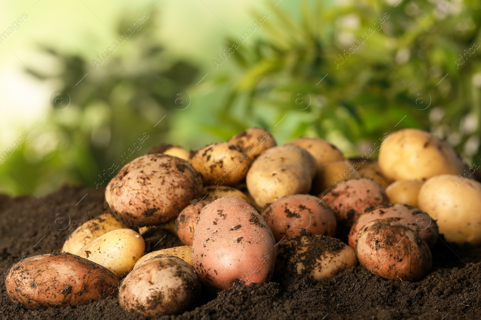 Photo of Pile of fresh organic potatoes on soil