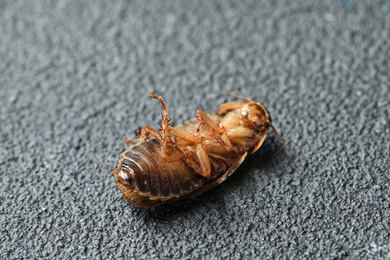 Photo of Dead brown cockroach on grey stone background, closeup. Pest control