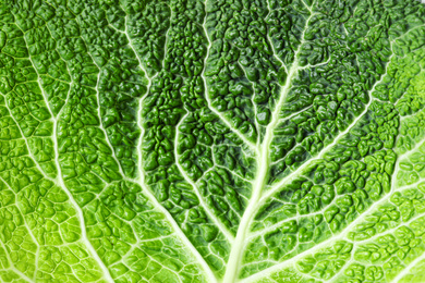 Photo of Savoy cabbage leaf as background, closeup view