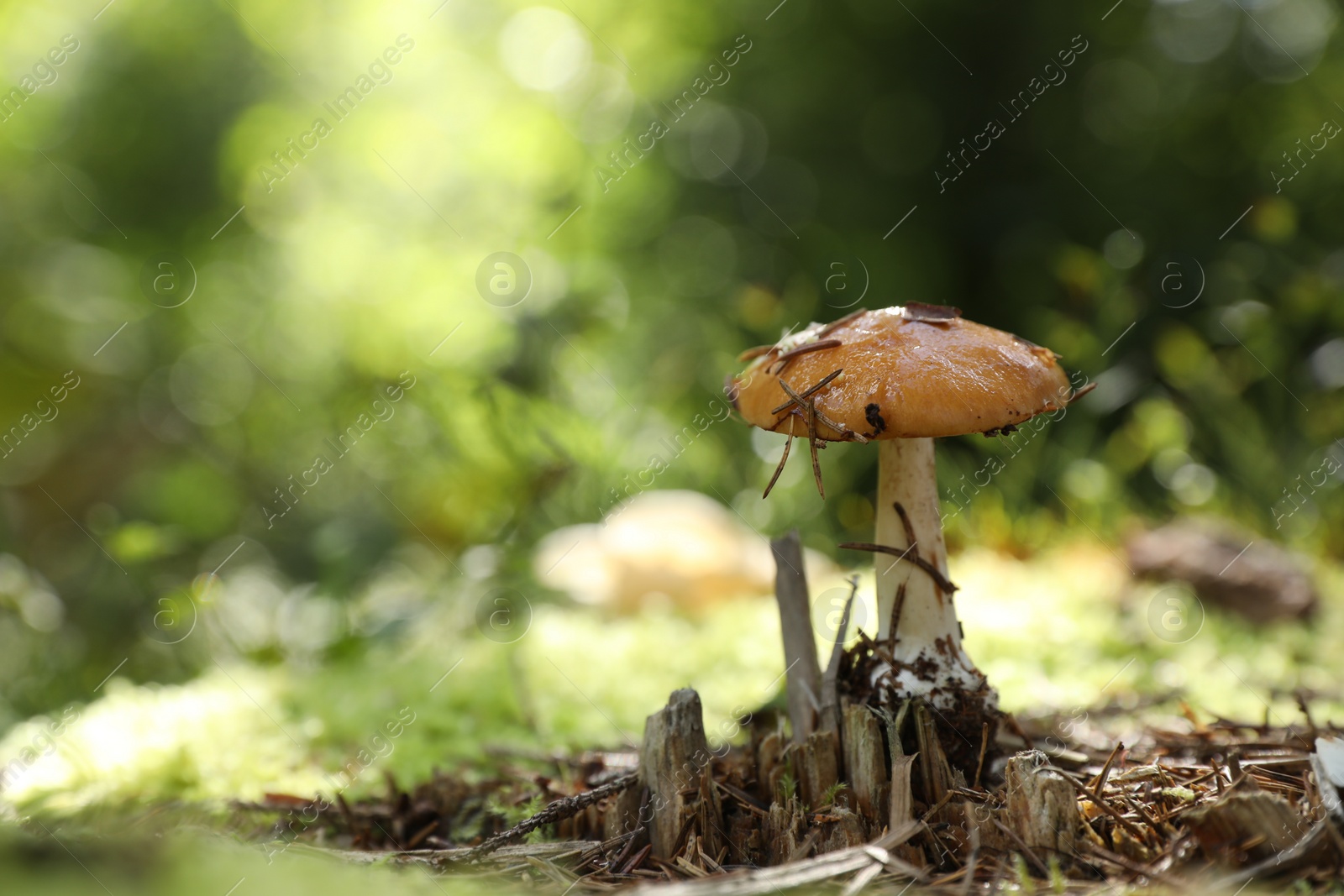 Photo of One poisonous mushroom growing in forest, closeup. Space for text