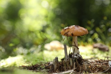 Photo of One poisonous mushroom growing in forest, closeup. Space for text