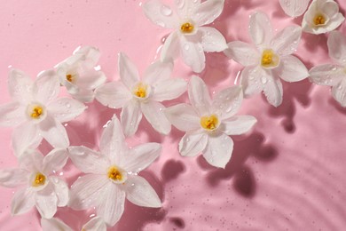 Photo of Beautiful daffodils in water on pink background, top view