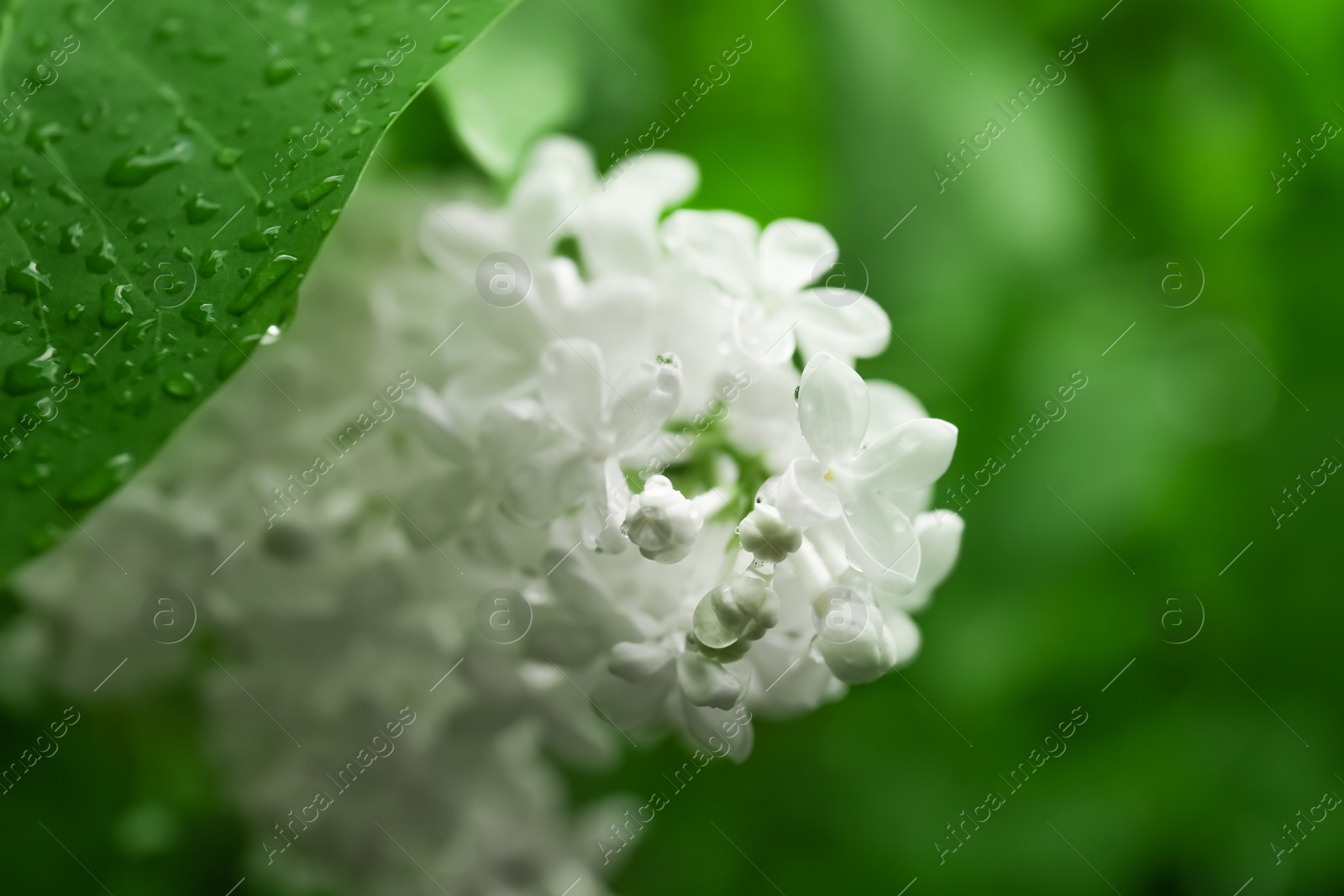 Photo of Beautiful lilac flowers with water drops on blurred background, closeup