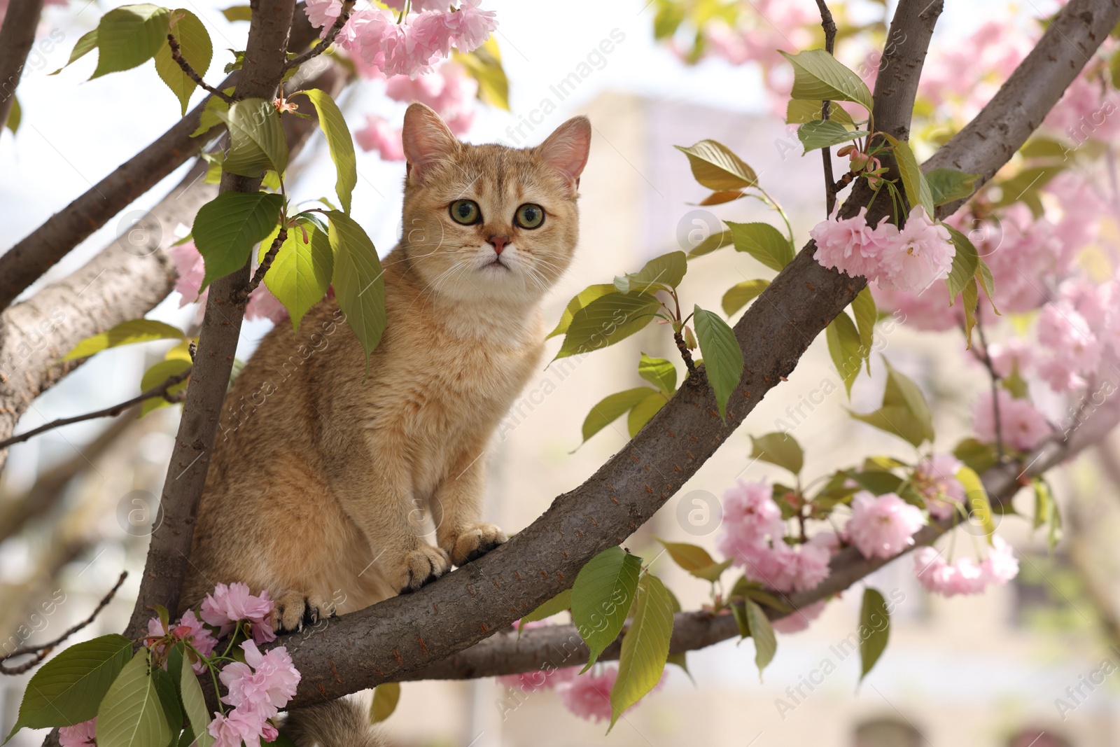 Photo of Cute cat on spring tree branch with beautiful blossoms outdoors