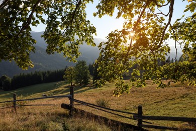 Photo of Morning sun shining through tree branches on pasture in mountains