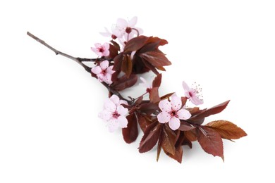 Photo of Spring tree branch with beautiful blossoms isolated on white