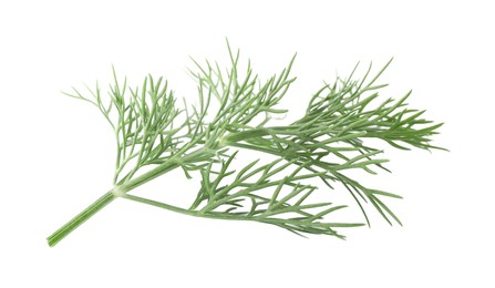 Sprig of fresh dill isolated on white