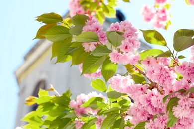 Photo of Beautiful sakura tree with pink flowers near building outdoors, closeup