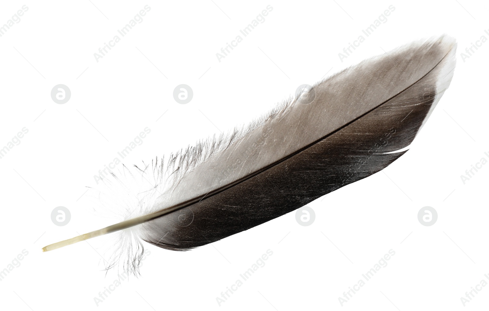 Photo of Beautiful grey bird feather isolated on white