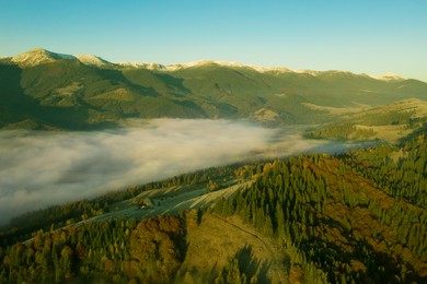 Image of Beautiful landscape with thick mist and forest in mountains. Drone photography