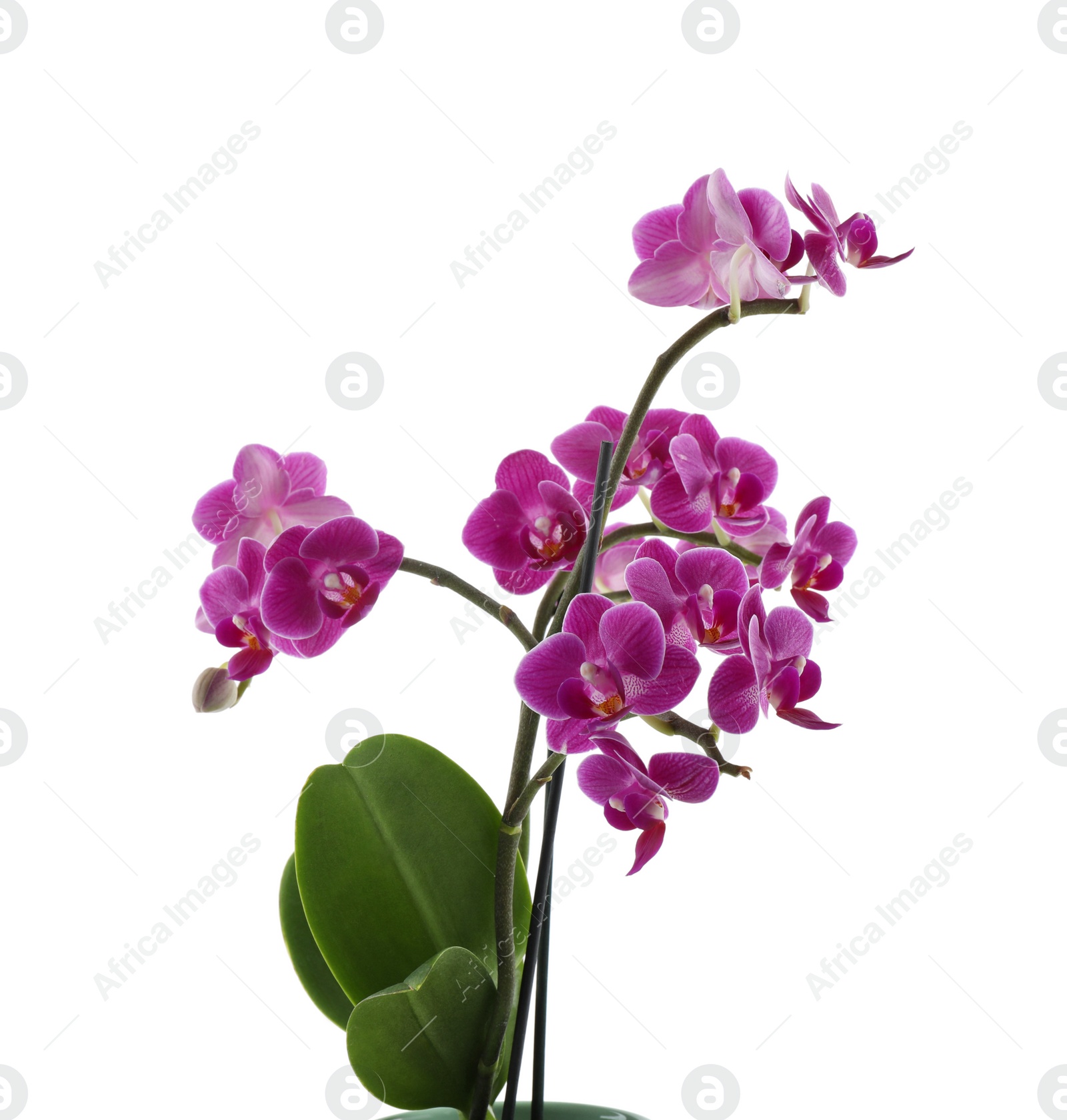 Photo of Beautiful tropical orchid flower on white background