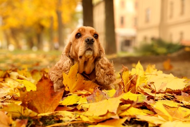 Photo of Cute Cocker Spaniel in park on autumn day