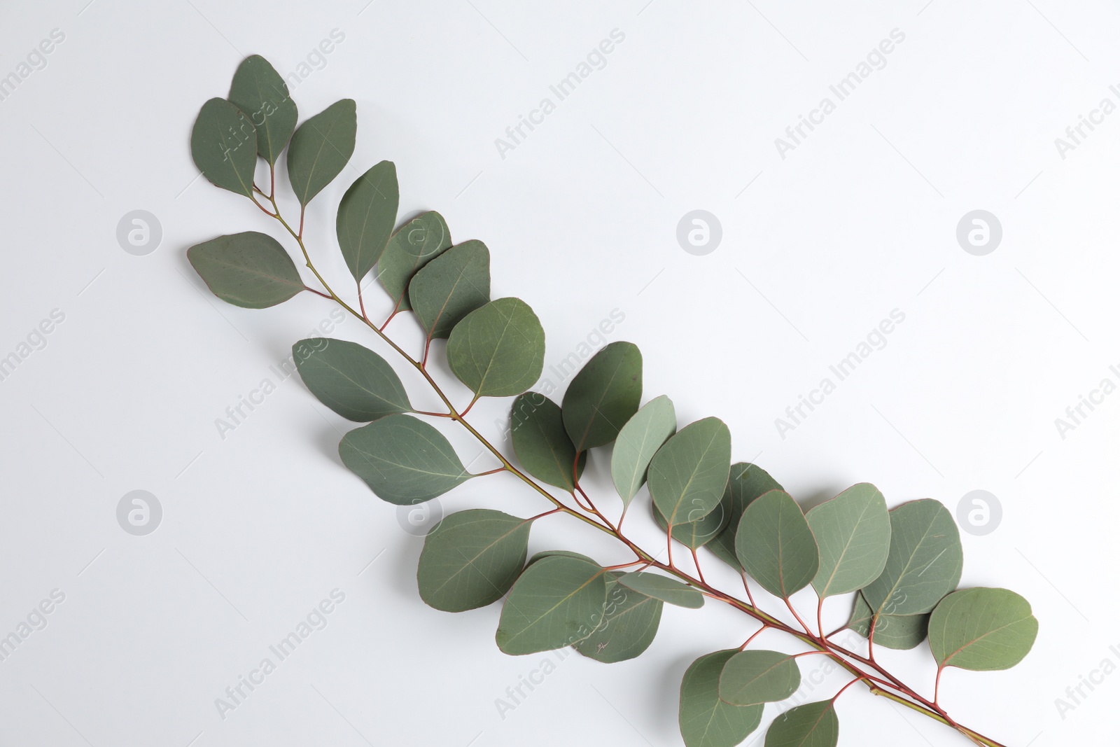 Photo of Eucalyptus branch with fresh green leaves on white background, top view