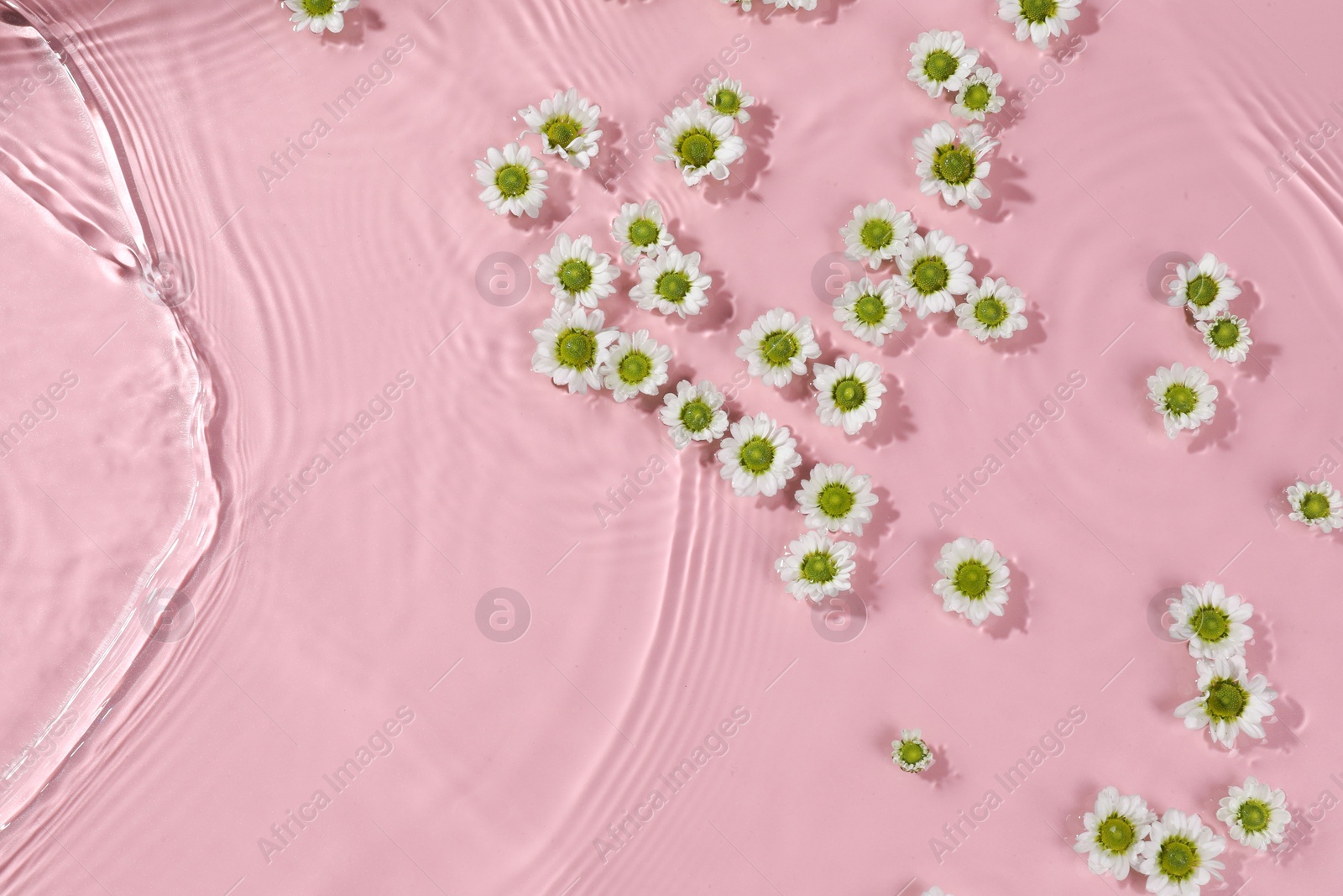 Photo of Beautiful chrysanthemum flowers in water on pink background, top view. Space for text