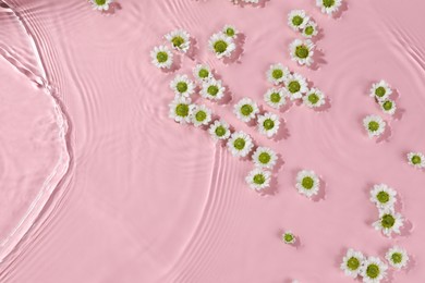 Photo of Beautiful chrysanthemum flowers in water on pink background, top view. Space for text