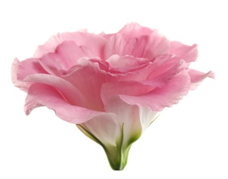 Beautiful fresh Eustoma flower on white background