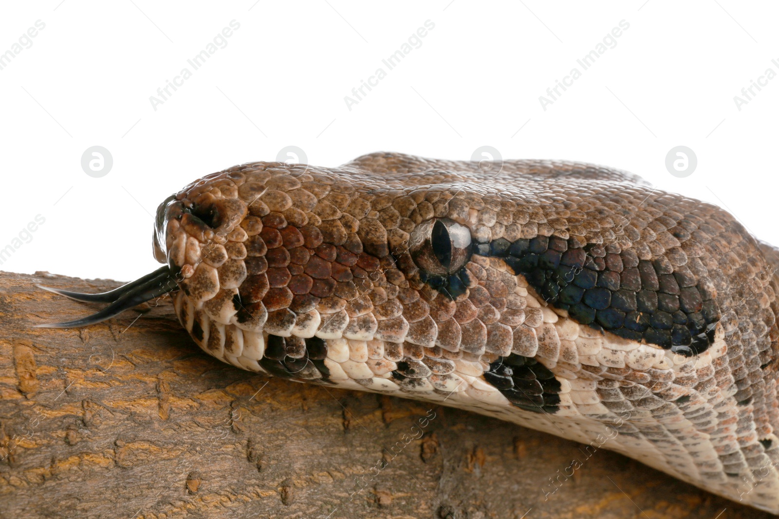 Photo of Brown boa constrictor on tree branch against white background, closeup