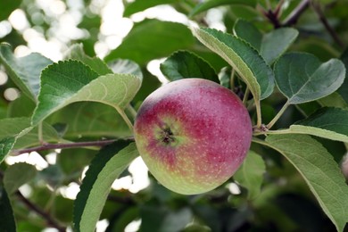 Photo of Apple and leaves on tree branch in garden, closeup