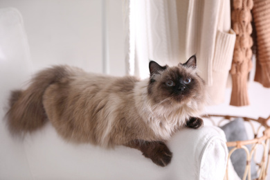 Photo of Cute Balinese cat on armchair at home. Fluffy pet