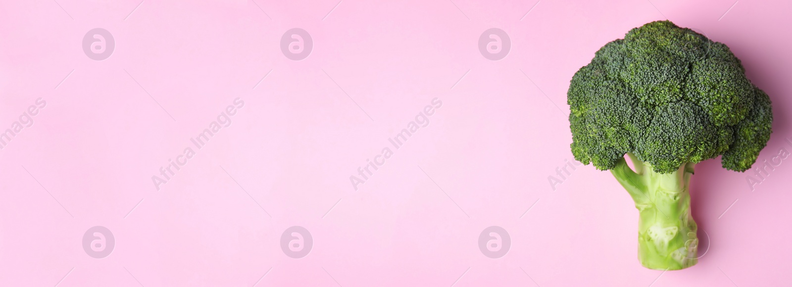 Image of Top view of fresh green broccoli on pink background, space for text. Banner design 