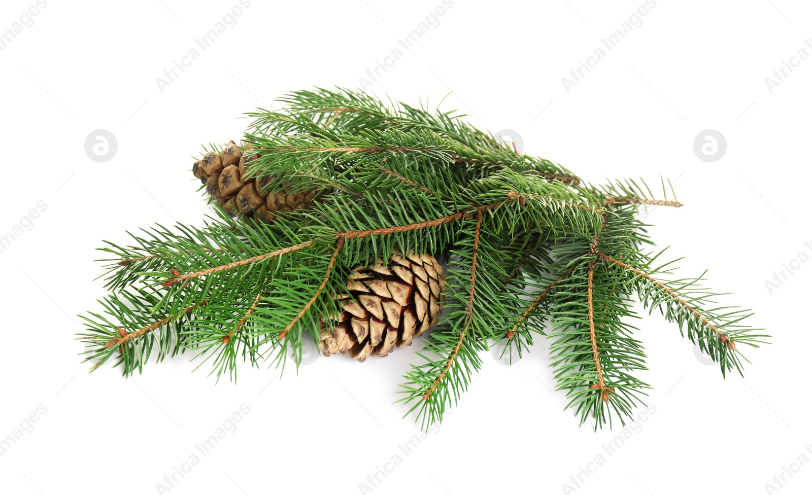 Photo of Beautiful fir tree branches with pinecones on white background