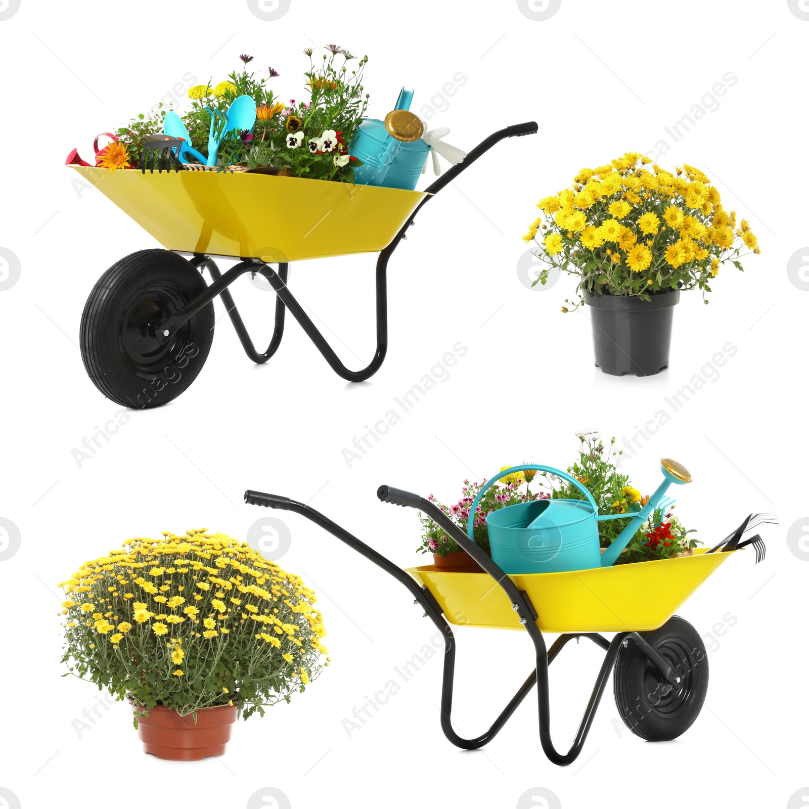 Image of Set with different gardening tools, wheelbarrows and plants on white background 