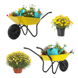 Set with different gardening tools, wheelbarrows and plants on white background 