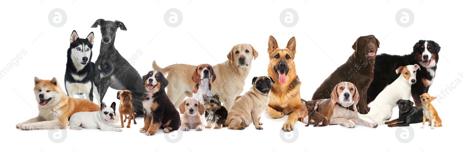 Image of Collage with different dogs on white background. Banner design