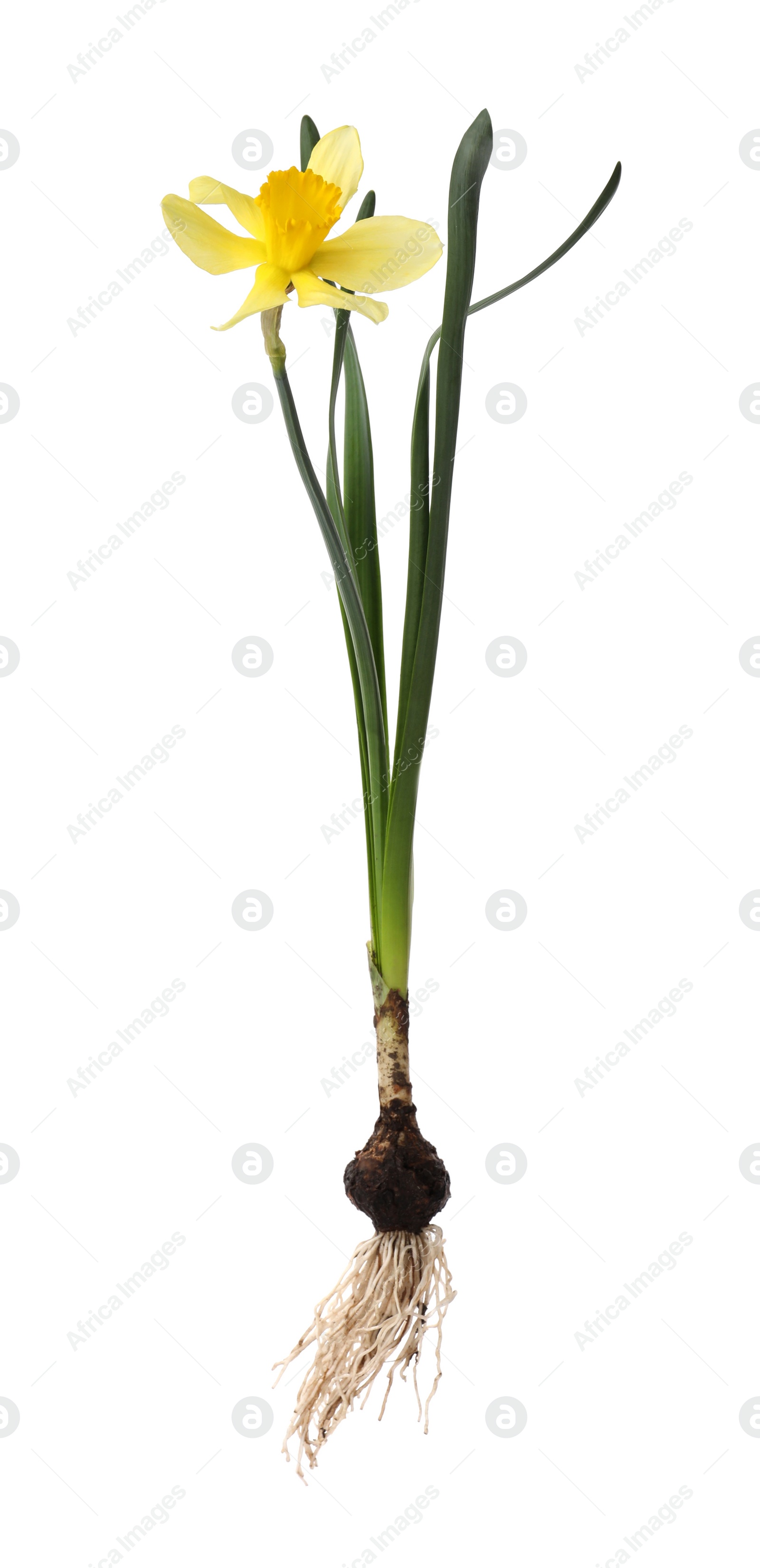 Photo of Blooming yellow daffodil with bulb isolated on white