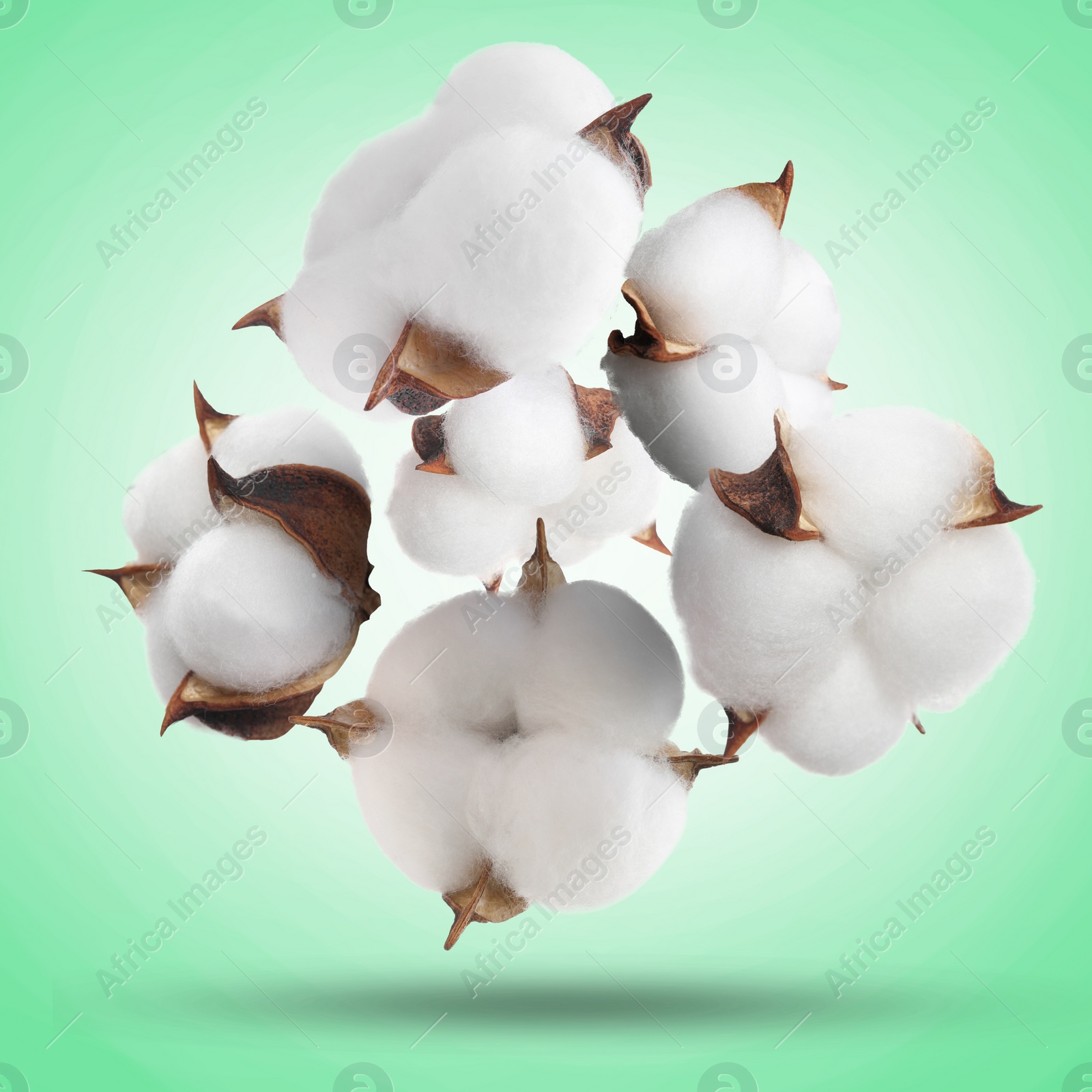 Image of Beautiful cotton flowers falling on aquamarine background