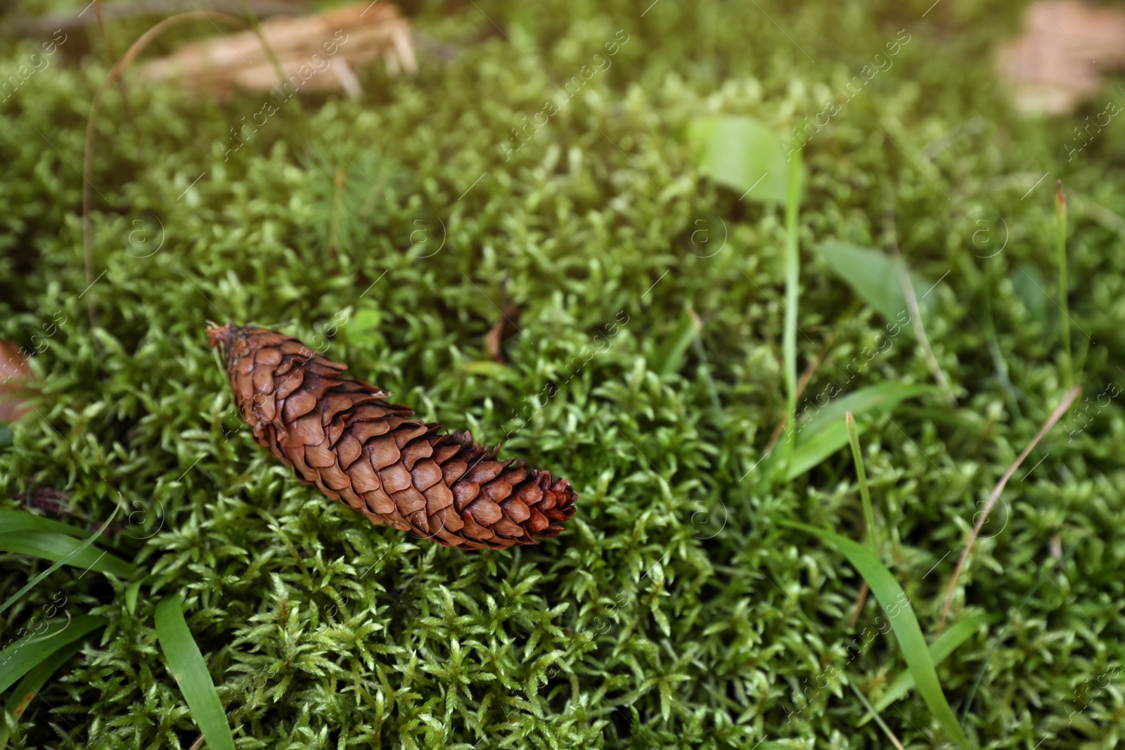 Photo of Beautiful pine cone on green moss in forest