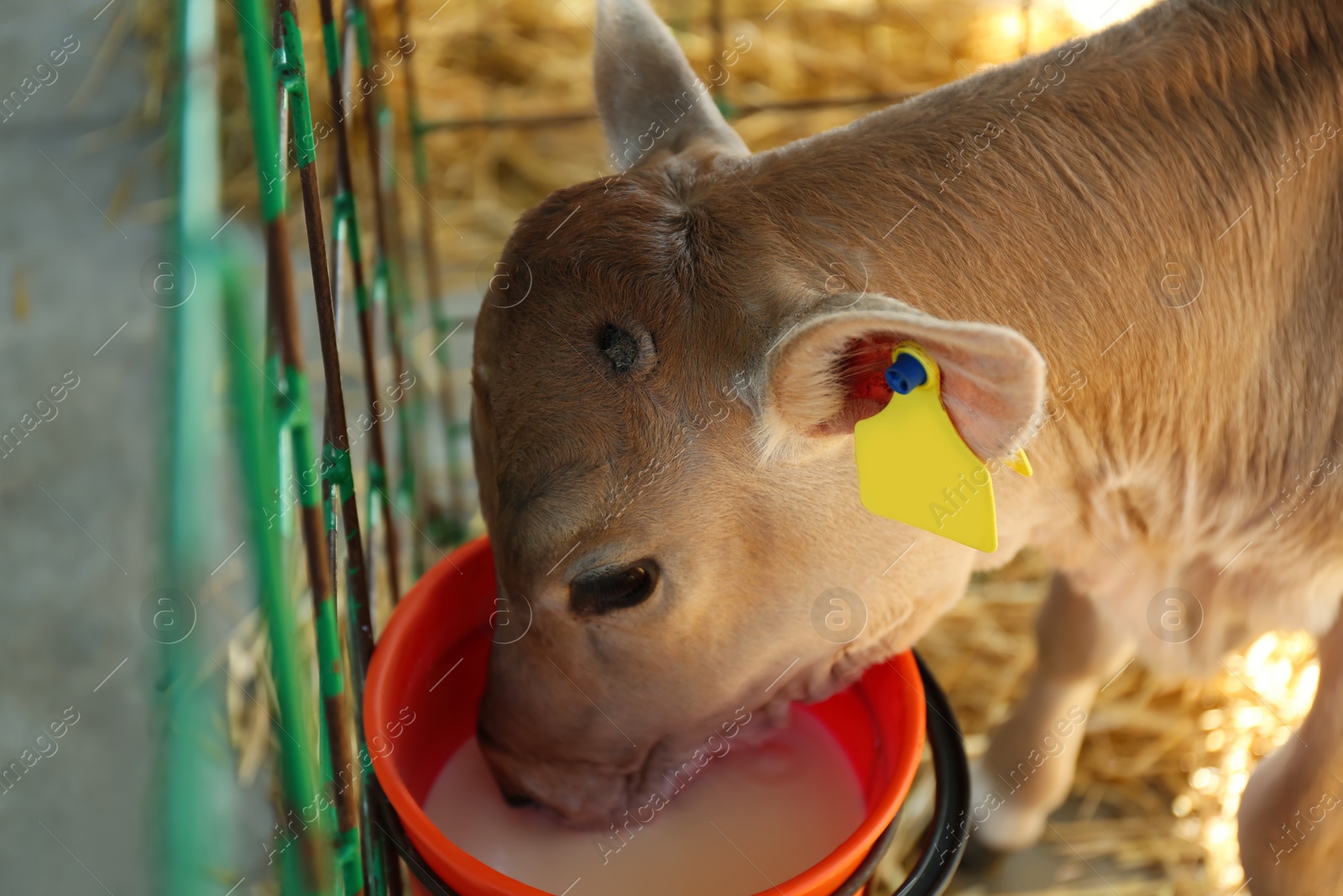 Photo of Pretty little calf drink milk from bucket on farm, closeup. Animal husbandry