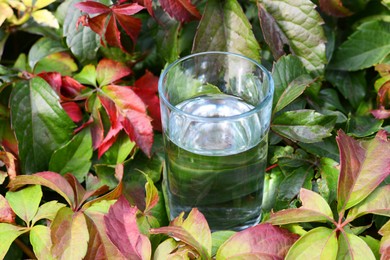 Photo of Glass of water near green plant outdoors