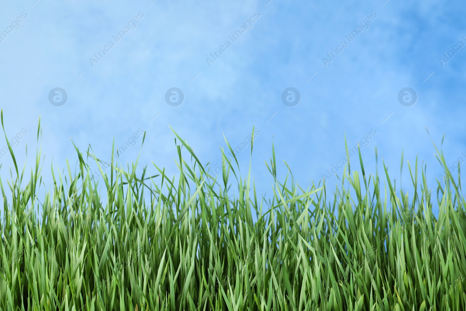 Photo of Fresh green grass near blue fence. Space for text