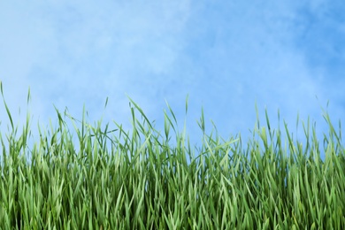 Photo of Fresh green grass near blue fence. Space for text