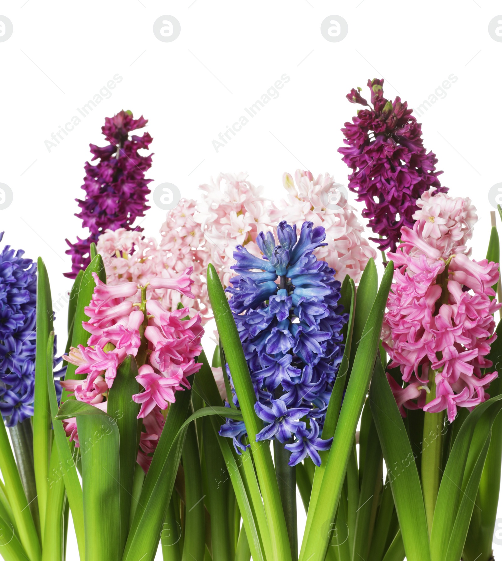 Photo of Beautiful spring hyacinth flowers on white background