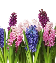 Photo of Beautiful spring hyacinth flowers on white background