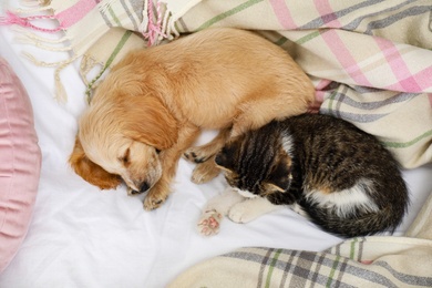 Photo of Adorable little kitten and puppy sleeping on bed, top view
