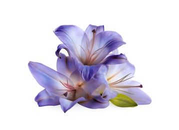 Image of Amazing blue lily flowers isolated on white